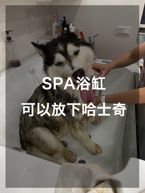汪多多寵物沙龍